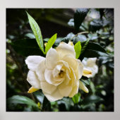 ガーデニア ポスター (正面)