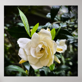 ガーデニア ポスター