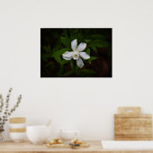 ガーデニア ポスター (キッチン)