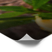 ガーデニア ポスター (角)