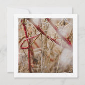 ガーデニング名刺 ワイルドローズ 招待状 (正面)