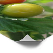 ガーデンさくらんぼトマト自然 ポスター (角)