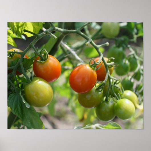 ガーデンさくらんぼトマト自然 ポスター (正面)