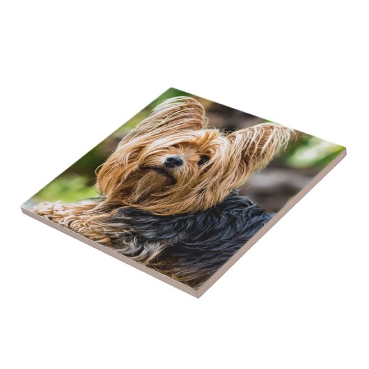 ガーデンに可愛いヨークシャーテリア犬 タイル (側面)