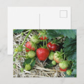 ガーデンのイチゴの木 ポストカード (正面/裏面)