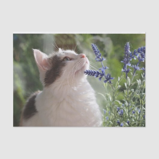 ガーデンの可愛らしい子猫 薄葉紙 (正面)