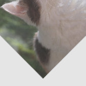 ガーデンの可愛らしい子猫 薄葉紙 (詳細)