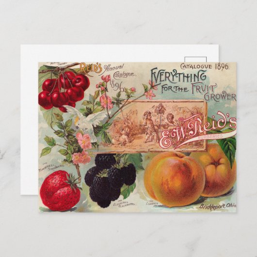 ガーデンオーチャードフルーツフラワーヴィンテージアートはがき ポストカード (正面/裏面)