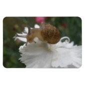 ガーデンカタツムリとホワイトカーネーションプレミアムマグネット マグネット (横)