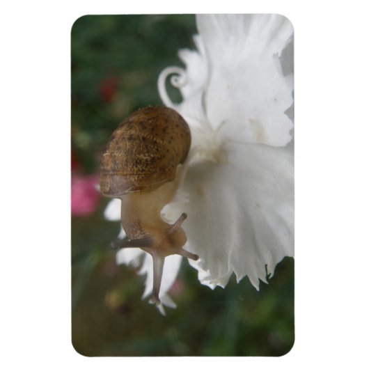 ガーデンカタツムリとホワイトカーネーションプレミアムマグネット マグネット (縦)
