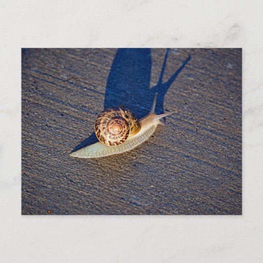 ガーデンカタツムリ葉書 ポストカード (正面)