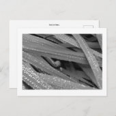 ガーデンカタツムリ葉書 ポストカード (正面/裏面)