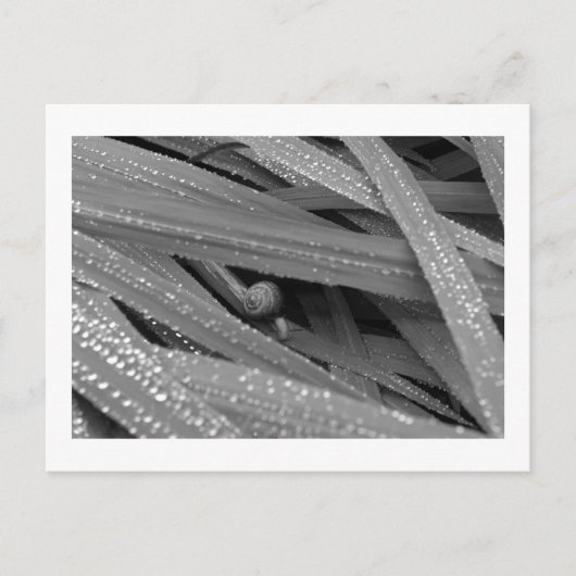 ガーデンカタツムリ葉書 ポストカード (正面)