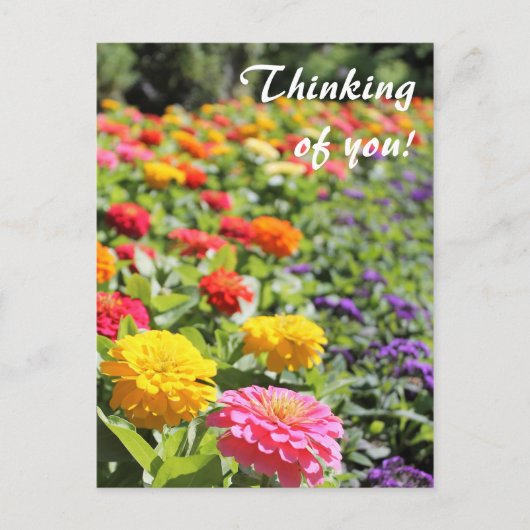 ガーデンカラフル・ダリア考えスの君の"葉書 ポストカード (正面)