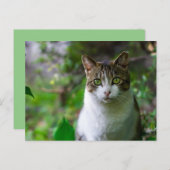 ガーデンキャットポストカード ポストカード (正面/裏面)