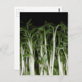 ガーデンクレスレピジウムサティバム ポストカード (正面/裏面)