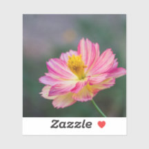 ガーデンコスモスの花