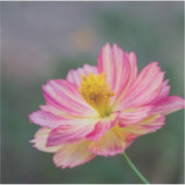 ガーデンコスモスの花 シール (正面)