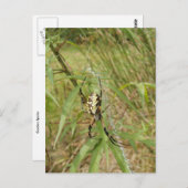 ガーデンスパイダー ポストカード (正面/裏面)