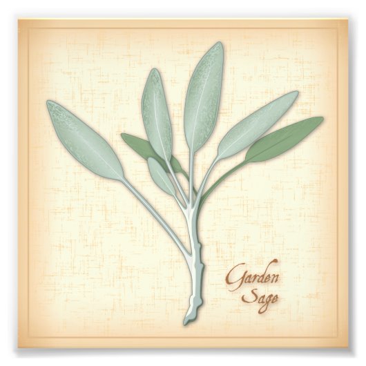 ガーデンセージハーブフォトプリント フォトプリント            (正面)