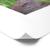 ガーデンチューリップ写真ポスター ポスター (角)