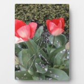 ガーデンチューリップ フォトプラーク (正面)