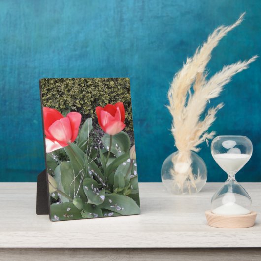 ガーデンチューリップ フォトプラーク (側面)