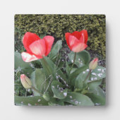 ガーデンチューリップ フォトプラーク (正面)