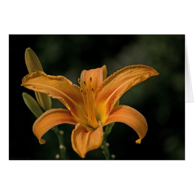 ガーデンデライトカード (正面横)