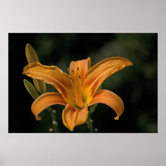 ガーデンデライトプリント ポスター (正面)