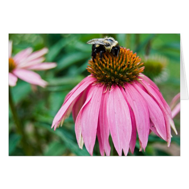 ガーデンデライト (正面横)