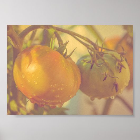 ガーデントマト夏の収穫 ポスター (正面)