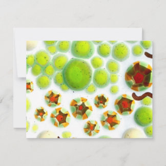 ガーデンナンバー7