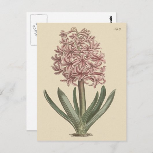 ガーデンヒアシントボタニカルイラストレーション ポストカード (正面/裏面)