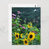 ガーデンビュー、デイジー、コスモス、ひまわり ポストカード (正面/裏面)