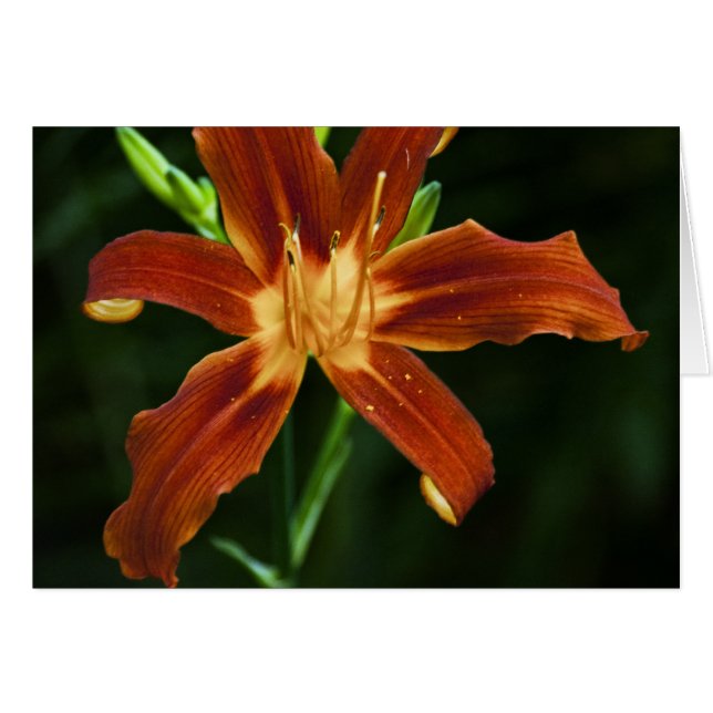 ガーデンフラムカード (正面横)