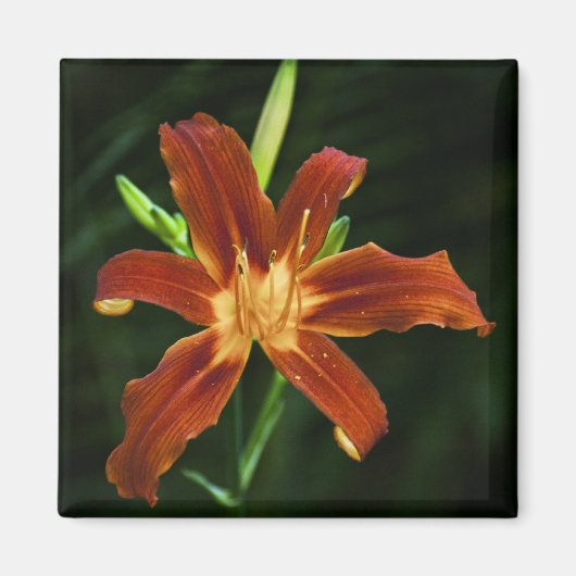 ガーデンフレーム磁石 マグネット (正面)