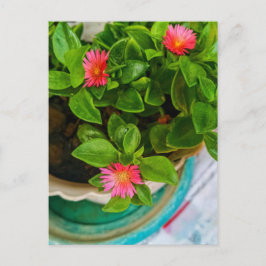 ガーデンベビーサンバラプラントインアポット ポストカード