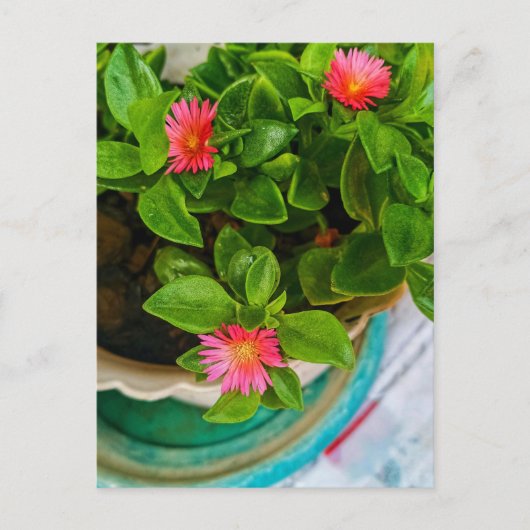 ガーデンベビーサンバラプラントインアポット ポストカード (正面)