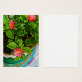 ガーデンベビーサンバラプラントポットプロファイルカード (正面&裏面)