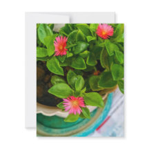 ガーデンベビーサンバラ植物のポットフラットカード