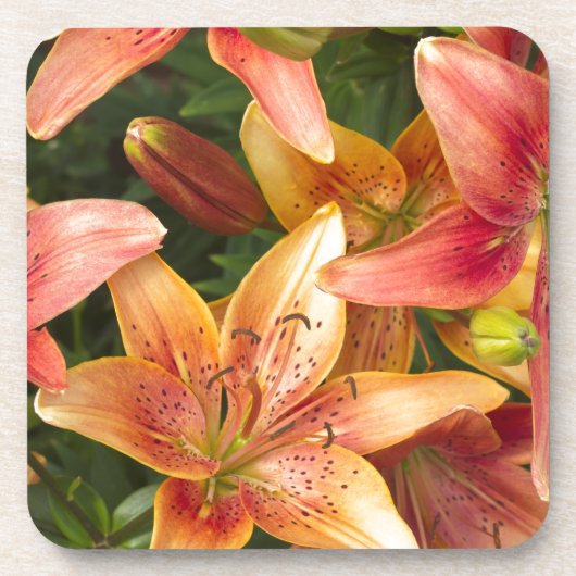 ガーデンリリー コースター (正面)