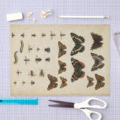 ガーデン昆虫バイビジョンスタジオ 薄葉紙 (クラフト)