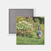 ガーデン磁石の孔雀 マグネット (正面/裏面)