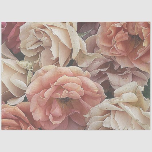 ガーデン素晴らしバラ、ソフトピーチ 薄葉紙 (正面)