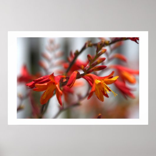 ガーデン美しい ポスター (正面)