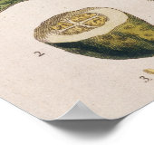 ガーデン・キュウリ、プレート4 「奇妙なハーブ」から ポスター (角)