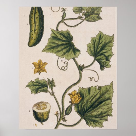 ガーデン・キュウリ、プレート4 「奇妙なハーブ」から ポスター (正面)