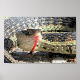 ガーデン・スネーク ポスター