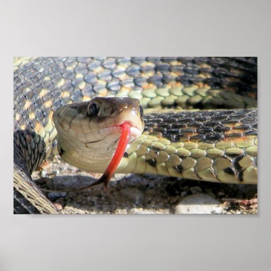 ガーデン・スネーク ポスター (正面)